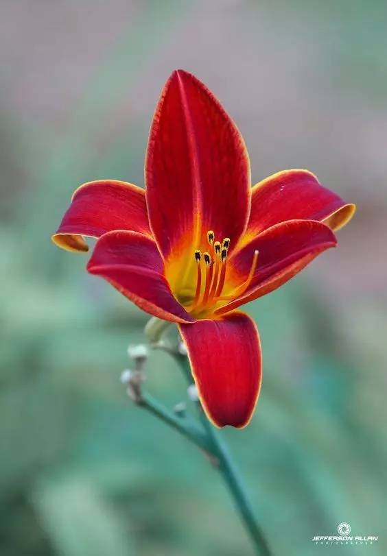 送母親花送什么_送母親花送幾朵合適_送母親花束圖片大全