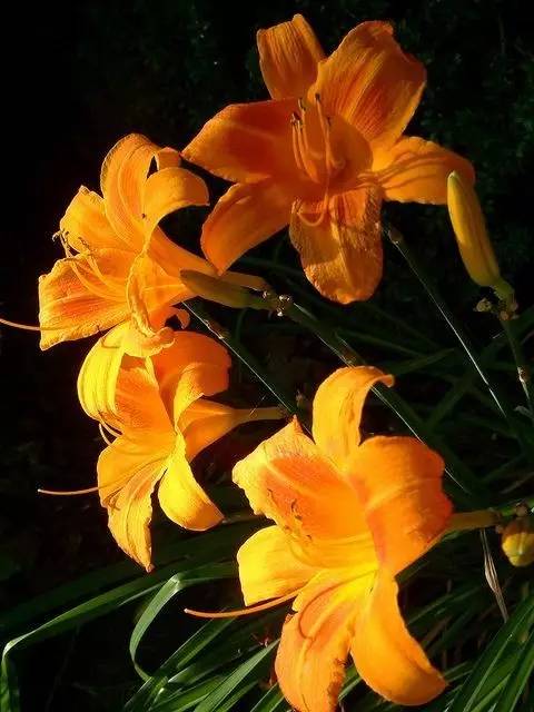 送母親花送什么_送母親花束圖片大全_送母親花送幾朵合適