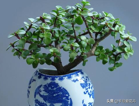 金枝玉葉不會養？“一把肥”扔盆里，枝葉長不停，快速成老樁盆景