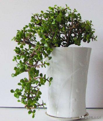 金枝玉葉花可以水培嗎_金枝玉葉水培好還是土培好_水培金枝玉葉花怎么養才能養好