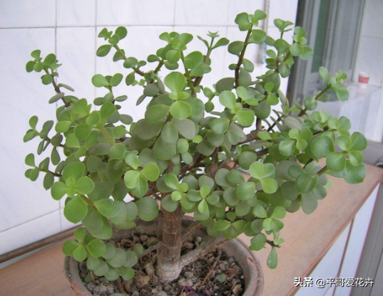 金枝玉葉花可以水培嗎_水培金枝玉葉花怎么養才能養好_金枝玉葉水培好還是土培好