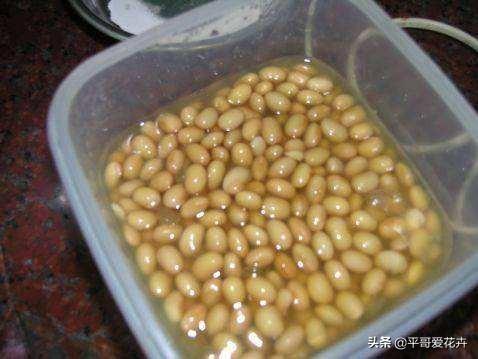 金枝玉葉水培好還是土培好_金枝玉葉花可以水培嗎_水培金枝玉葉花怎么養才能養好