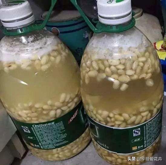 水培金枝玉葉花怎么養才能養好_金枝玉葉花可以水培嗎_金枝玉葉水培好還是土培好