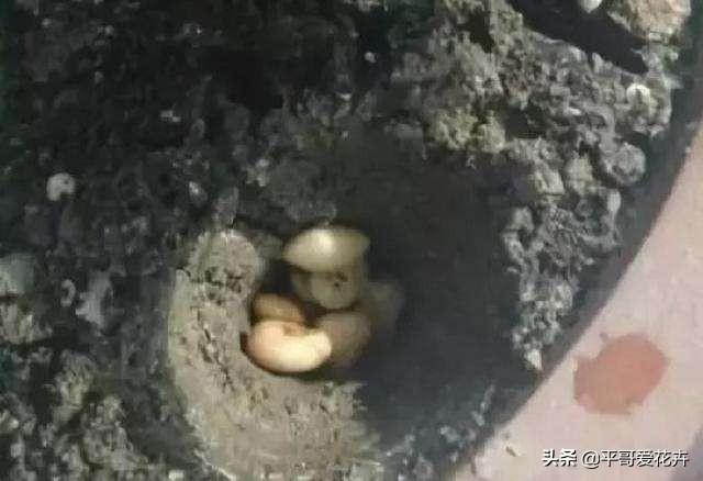 金枝玉葉花可以水培嗎_金枝玉葉水培好還是土培好_水培金枝玉葉花怎么養才能養好