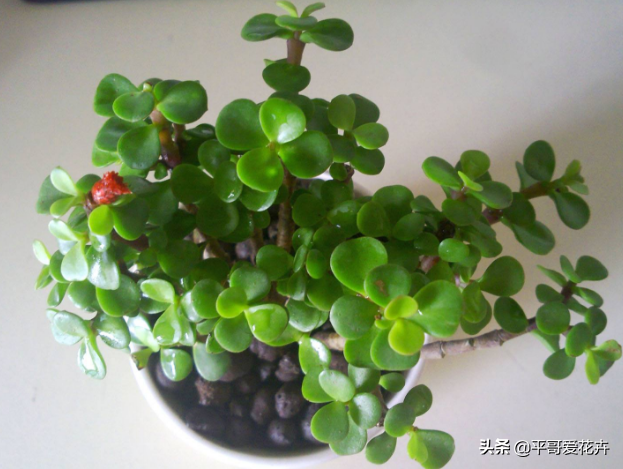 金枝玉葉水培好還是土培好_水培金枝玉葉花怎么養才能養好_金枝玉葉花可以水培嗎