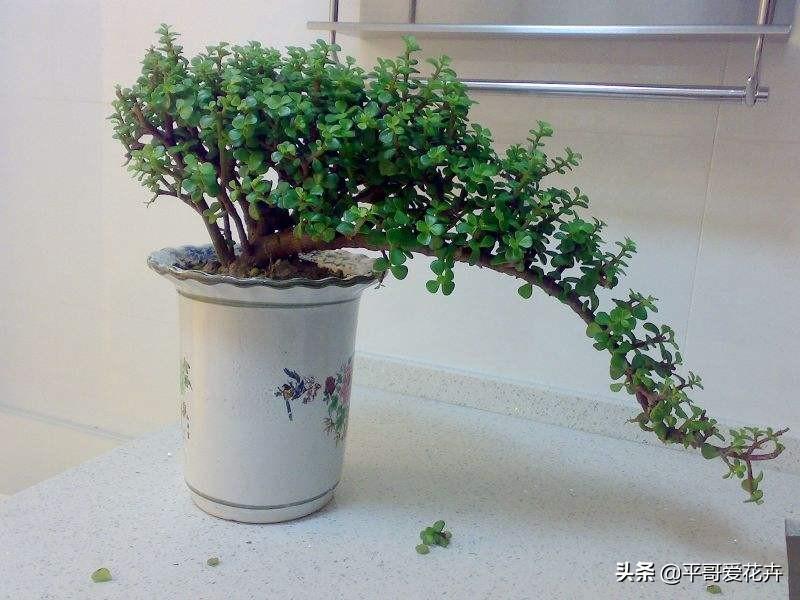 金枝玉葉花可以水培嗎_水培金枝玉葉花怎么養才能養好_金枝玉葉水培好還是土培好