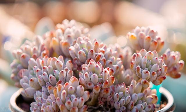種植多肉花盆選擇_種植多肉花盆多大比較好養_多肉的花怎么種植