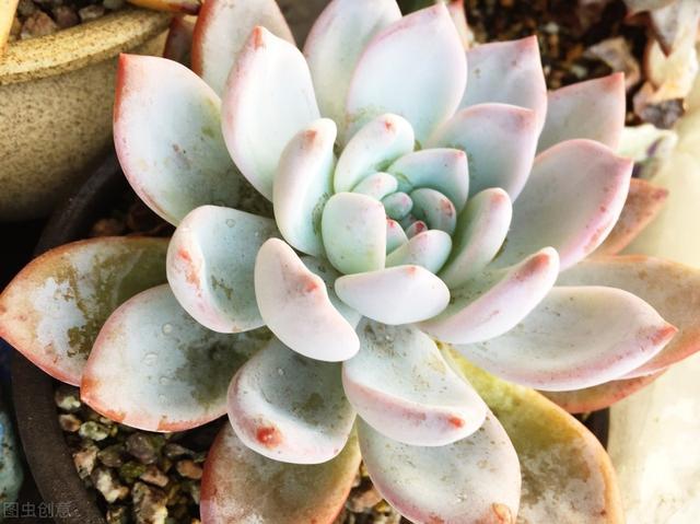 種植多肉花盆多大比較好養_多肉的花怎么種植_種植多肉花盆選擇