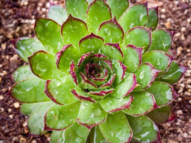 多肉的花怎么種植_種植多肉花盆選擇_種植多肉花盆多大比較好養