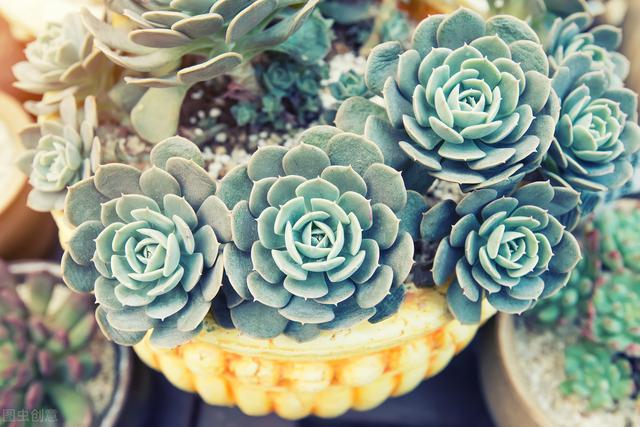 種植多肉花盆多大比較好養_種植多肉花盆選擇_多肉的花怎么種植