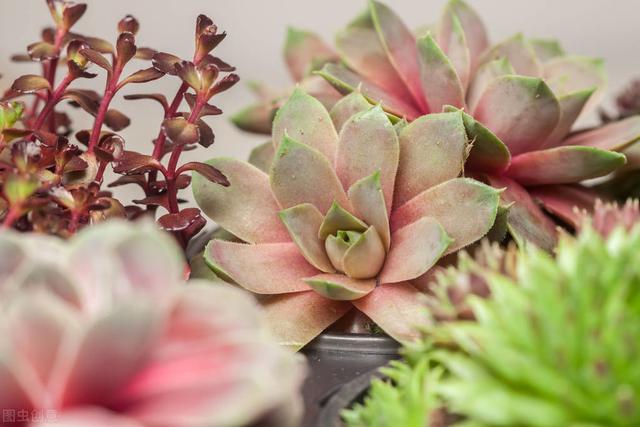 多肉的花怎么種植_種植多肉花盆多大比較好養_種植多肉花盆選擇