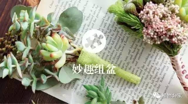 多肉植物組合,知道這幾個黃金法則就足夠了!