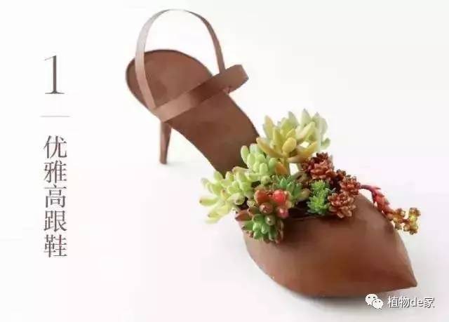 種植物多肉的花盆和那些大彩鋼_種植物多肉的觀察日記_一種植物多肉