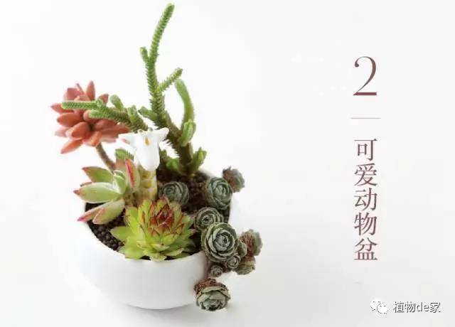 一種植物多肉_種植物多肉的花盆和那些大彩鋼_種植物多肉的觀察日記