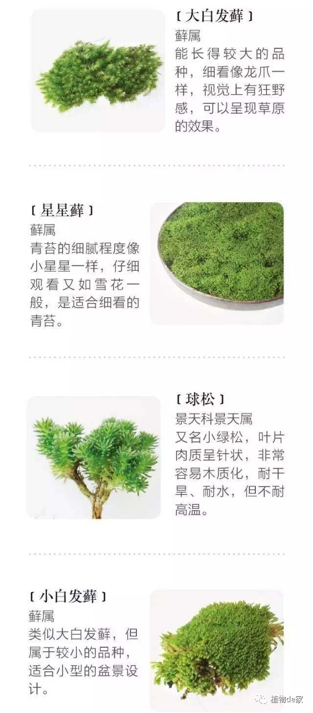 一種植物多肉_種植物多肉的觀察日記_種植物多肉的花盆和那些大彩鋼