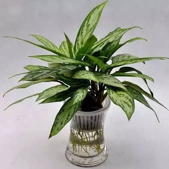 大型綠植好養活_養大型綠植好還是小型_好養的大型綠植