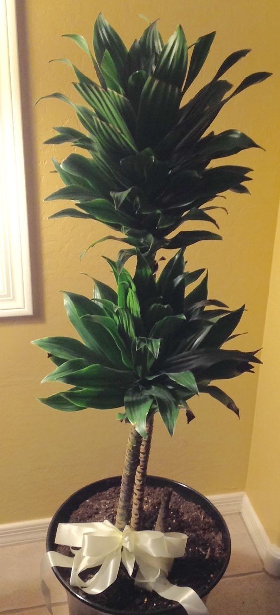 大型綠植好養活_養大型綠植好還是小型_好養的大型綠植