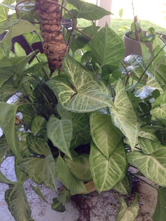 大型綠植好養活_養大型綠植好還是小型_好養的大型綠植