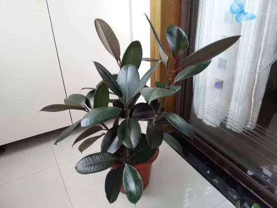 養大型綠植好還是小型_大型綠植好養活_好養的大型綠植