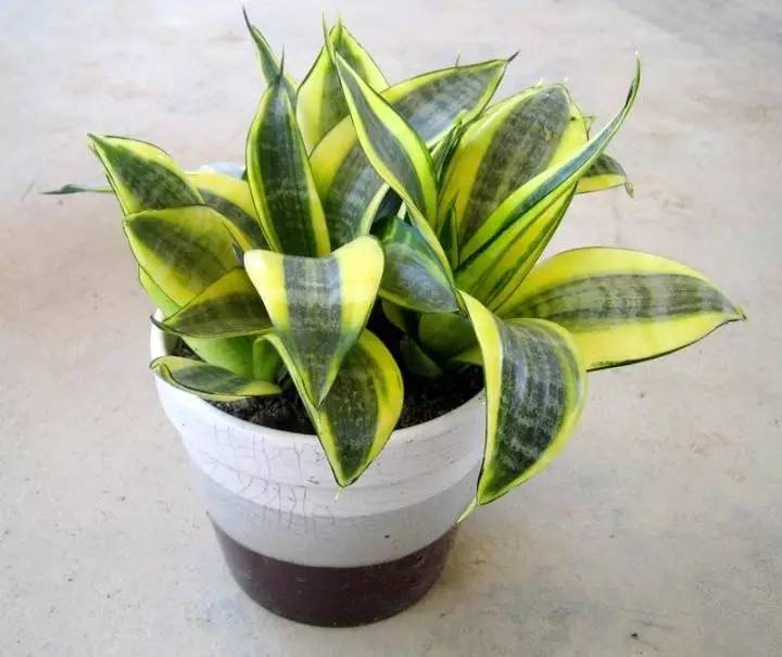 養大型綠植好還是小型_大型綠植好養活_好養的大型綠植