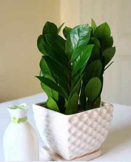 大型綠植好養活_好養的大型綠植_養大型綠植好還是小型