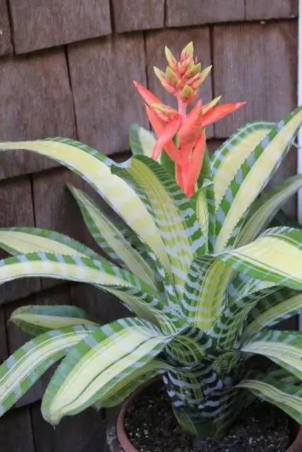 大型綠植好養活_好養的大型綠植_養大型綠植好還是小型