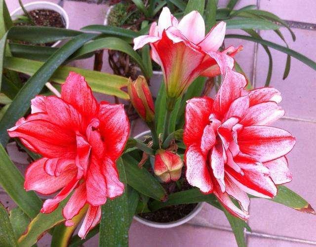 4種花，適合擺在飄窗上養，空間小不打緊，照樣好養活