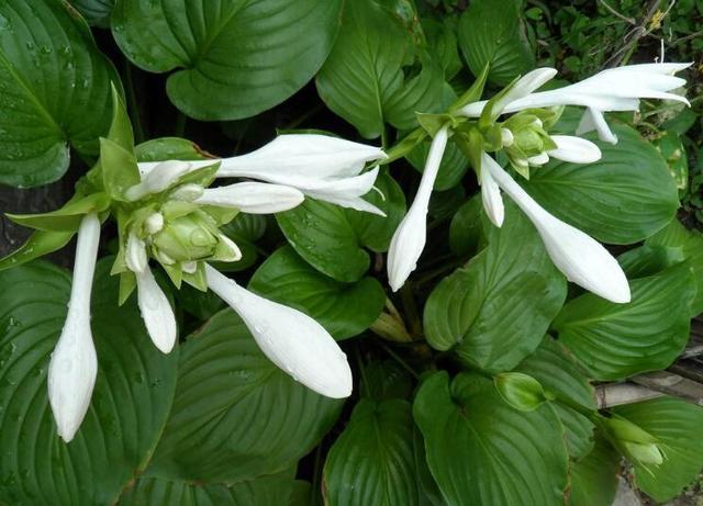 適合家里擺放的綠植_家里適合放什么綠植_適合家里的綠植