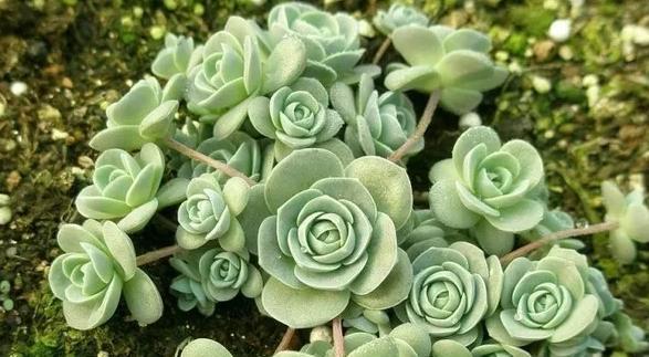 推薦生長速度快、最容易爆盆的十二種多肉，美麗至極，新手必入！