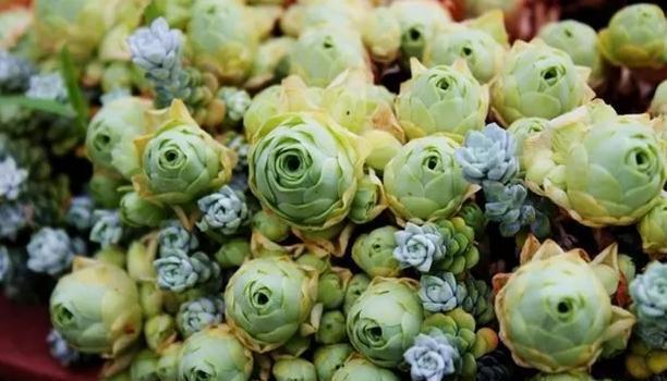 多肉植物100_植物多肉的圖片_植物多肉100字作文