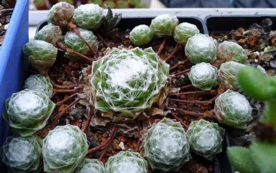 多肉植物100_植物多肉100字作文_植物多肉的圖片