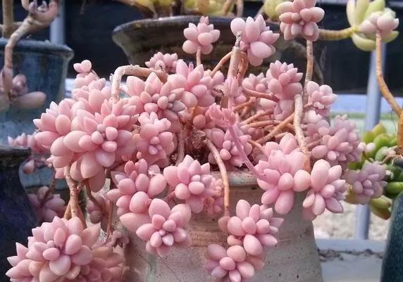 多肉植物100_植物多肉的圖片_植物多肉100字作文