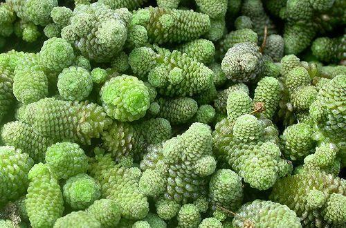 多肉植物100_植物多肉的圖片_植物多肉100字作文