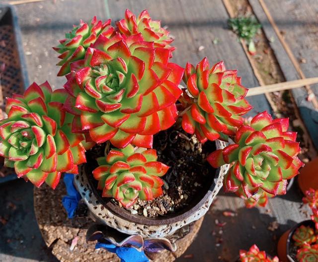 100種常見多肉圖鑒，比花還美，你認識幾種？