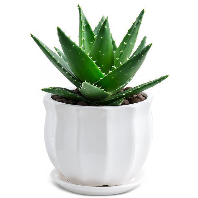 多肉這種植物長什么樣子_植物多肉是什么樣子的_多肉植物樣子介紹