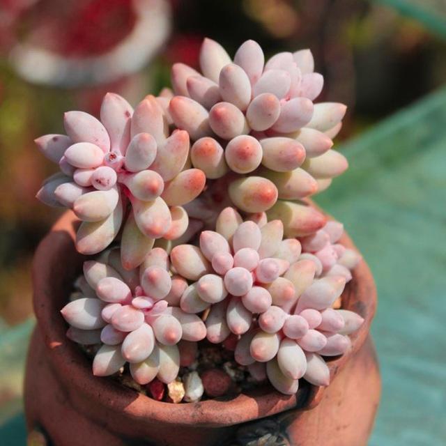 多肉植物樣子介紹_多肉這種植物長什么樣子_植物多肉是什么樣子的