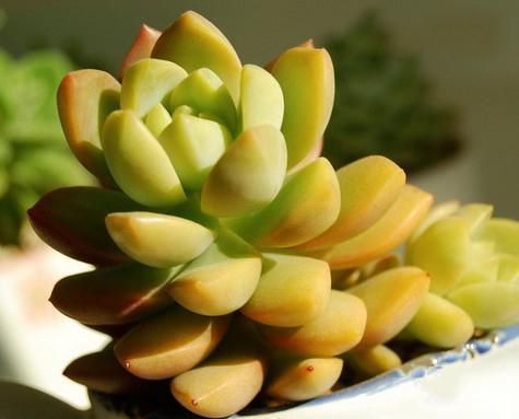 植物多肉是什么樣子的_多肉植物樣子介紹_多肉這種植物長什么樣子