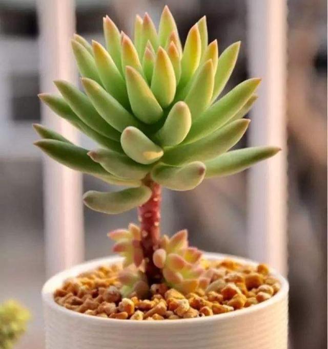 多肉這種植物長什么樣子_植物多肉是什么樣子的_多肉植物樣子介紹