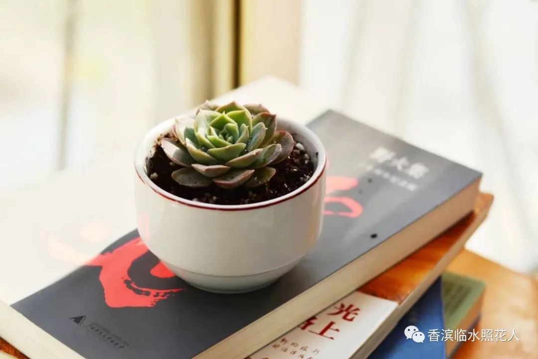 <strong>【思維導圖“畫”作文——繽紛世界】開靖雯《我的植物朋友——多肉》（二十）</strong>