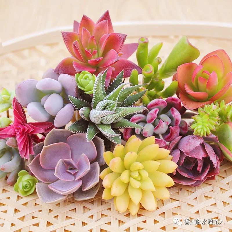 多肉植物是什么樣子的_多肉這種植物長什么樣子_多肉植物樣子介紹