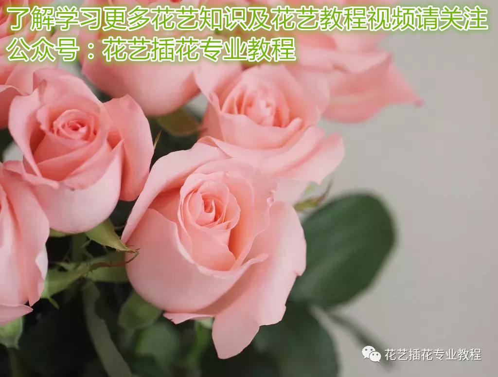 給喜歡的人送花，到底該送白玫瑰or紅玫瑰還是香檳玫瑰？