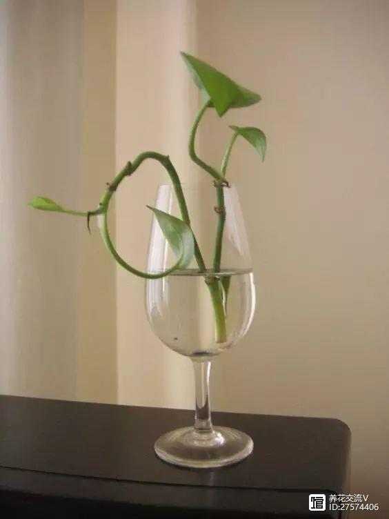 水培綠植只知道綠蘿？這14種都是最好的室內水培植物