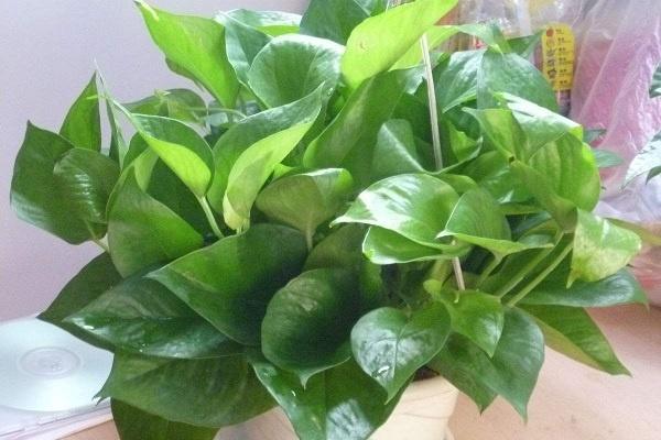 樓房里必養的8種花，哪些花好養易活