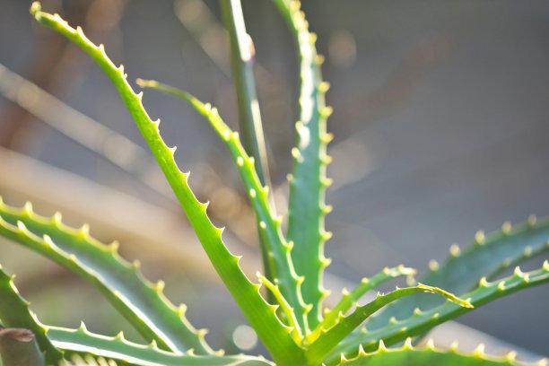 適合臥室養的水培植物_臥室培植養物適合水培嗎_臥室培植養物適合水培的植物