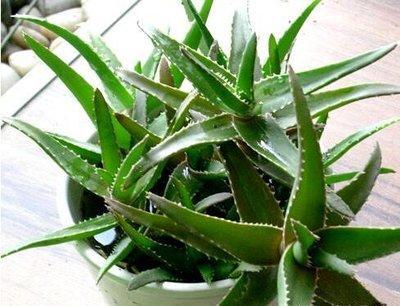 臥室培植養物適合水培的植物_臥室培植養物適合水培嗎_適合臥室養的水培植物