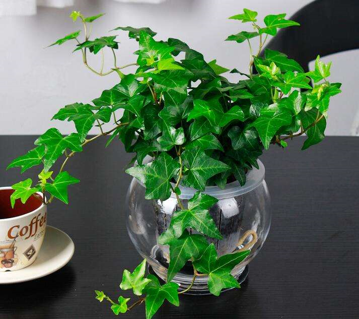 適合臥室養的水培植物_臥室培植養物適合水培嗎_臥室培植養物適合水培的植物