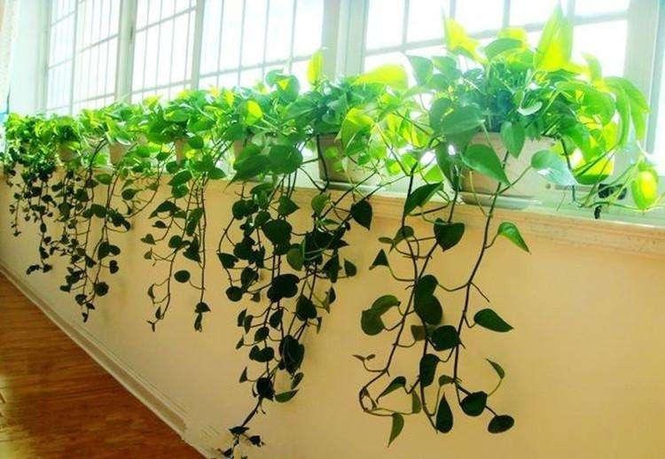 臥室培植養物適合水培的植物_適合臥室養的水培植物_臥室培植養物適合水培嗎