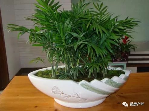 客廳不見陽光適合養(yǎng)什么花_客廳陽光充足養(yǎng)什么花_客廳養(yǎng)陽光適合見花草嗎