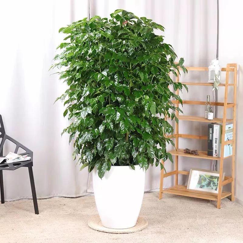 適合過年客廳擺放的6種大型植物，富貴、高級又霸氣！