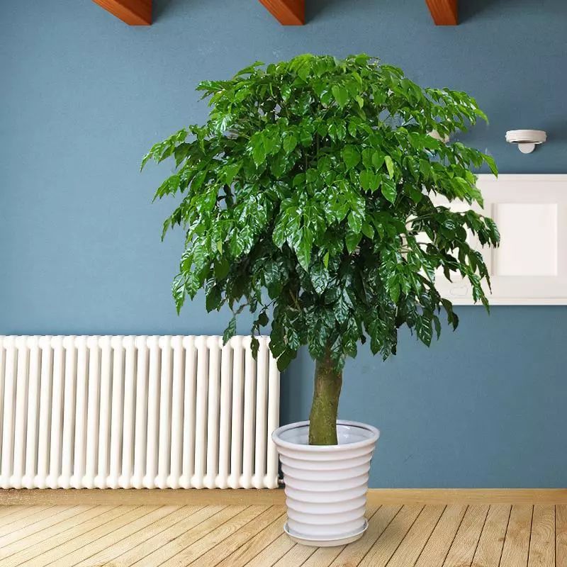 客廳擺放綠植適合什么顏色_客廳擺綠植有什么講究_客廳適合擺放的綠植